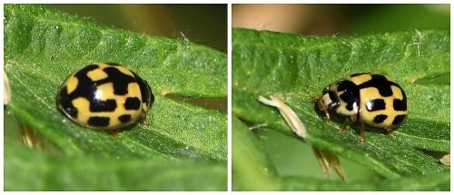Propylea quatuordecimpunctata